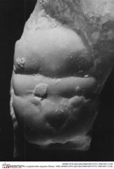 Historisches Foto von Longodromites angustus (Reuss, 1858) (NHMW-AFW-GEO-BACHMAYER-FOTO-1990-0041-3126)